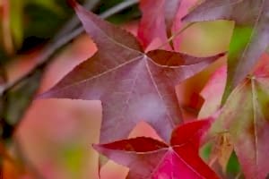 trees and shrubs