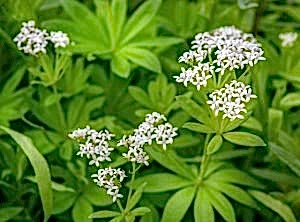 Ground cover perennial