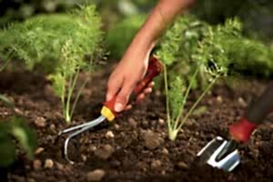 garden tools