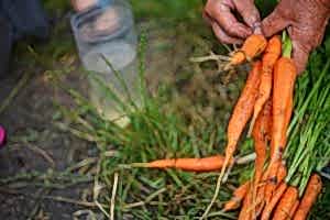 potatoes for summer planting