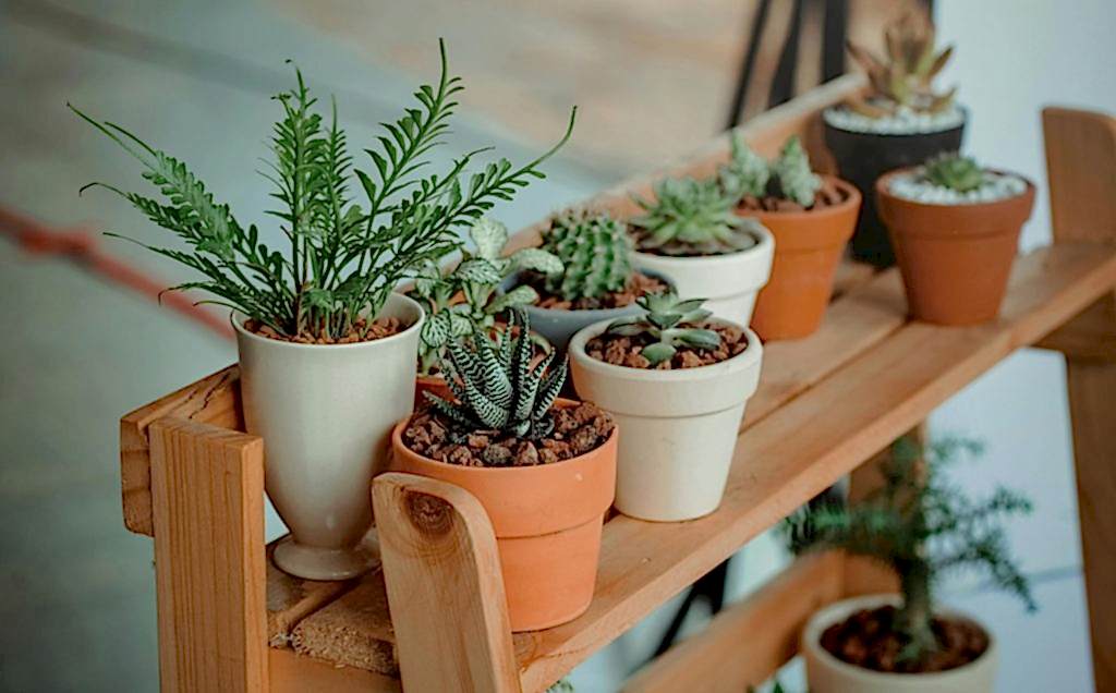 Houseplant care