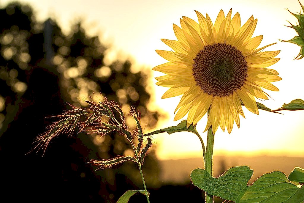 summer gardening