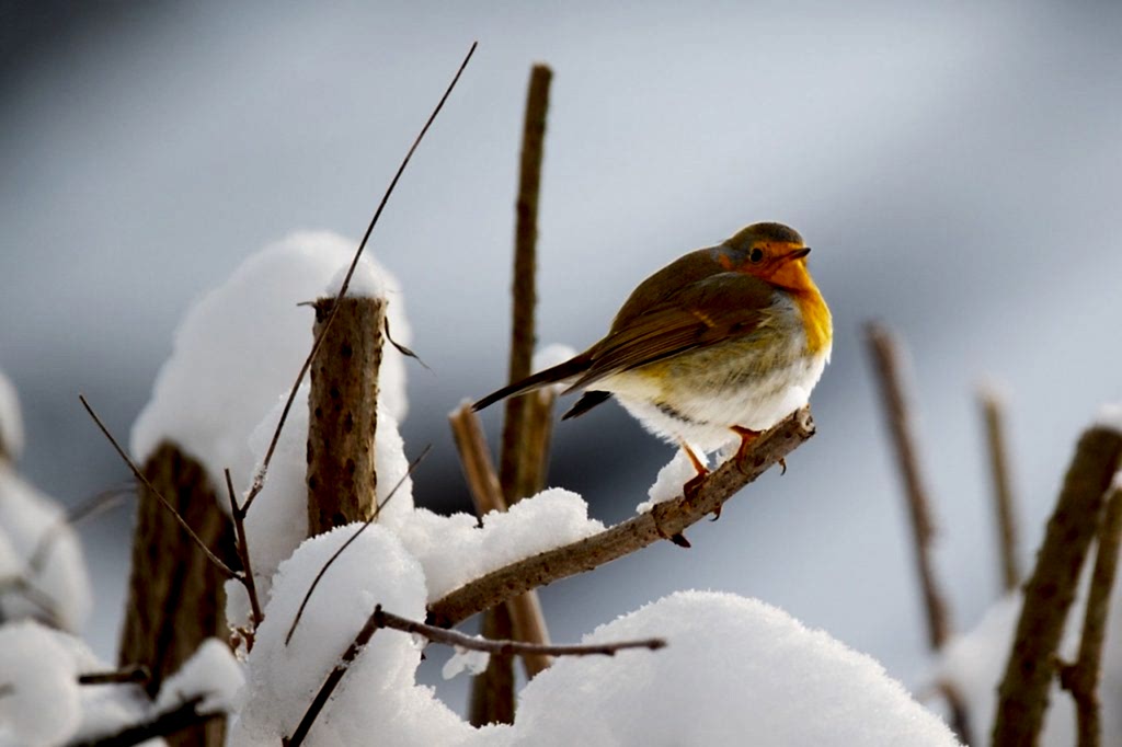 winter gardening