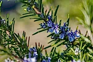 herbs, fruita and vegetables