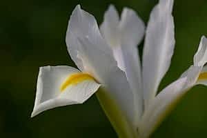 Spring flowering bulbs