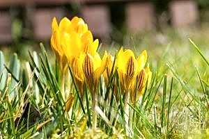 Spring flowering bulbs