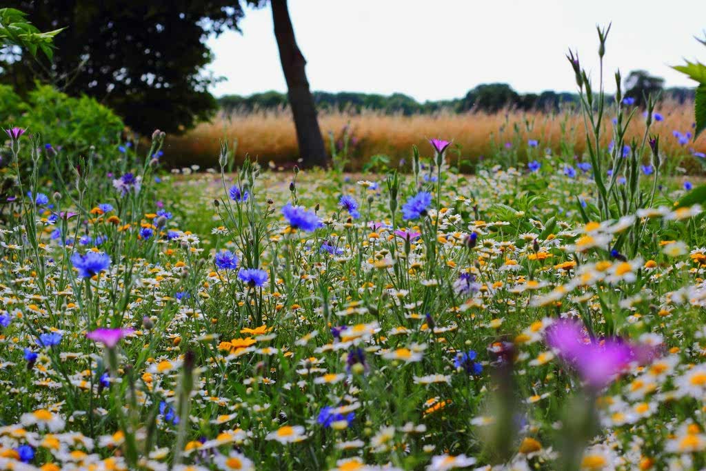 late summer flowers