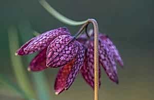 Spring Flowering Bulbs