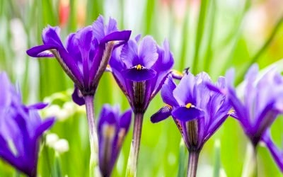 Spring Flowering Bulbs