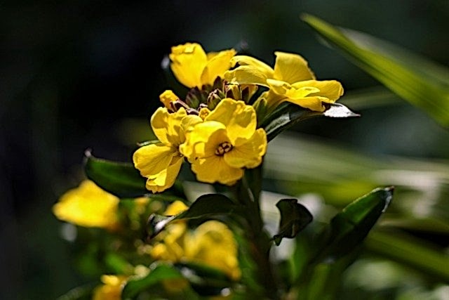 Bare root wallflowers