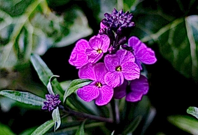 bare-root wallflowers