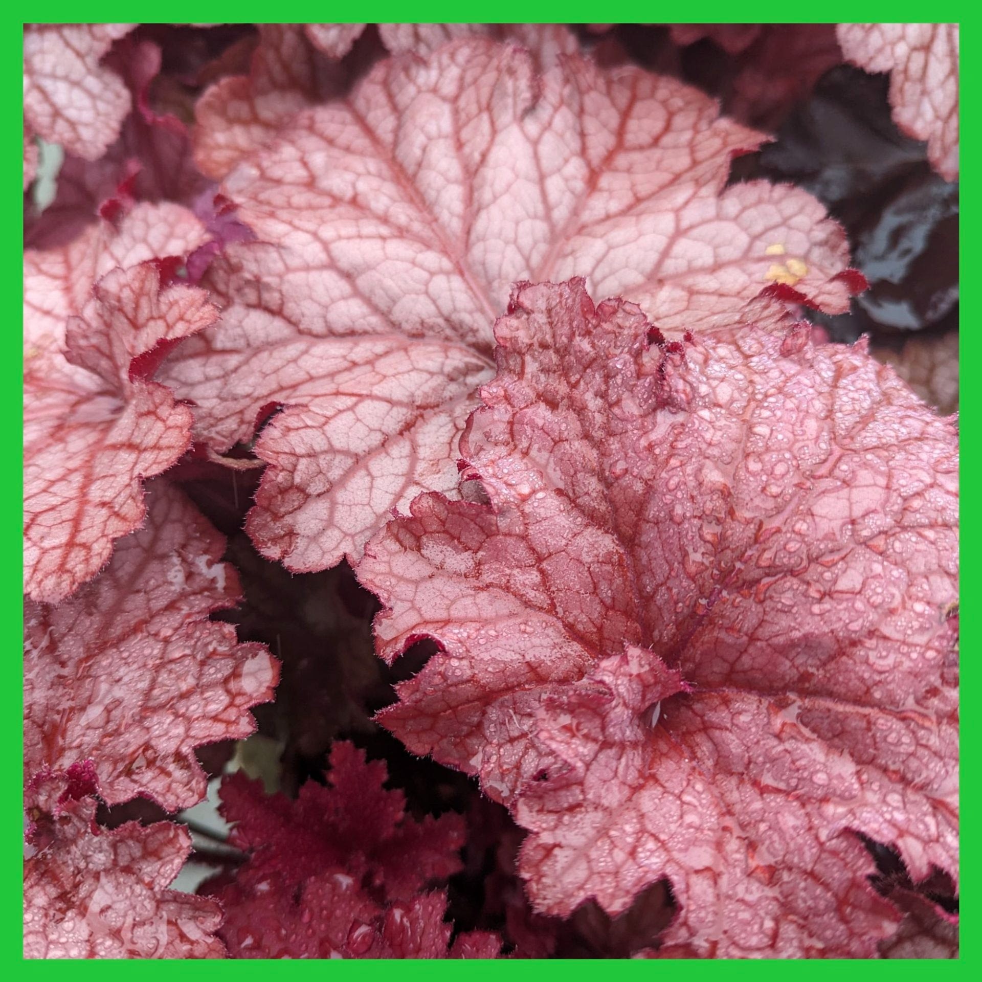 Heuchera Collection Berry smoothy