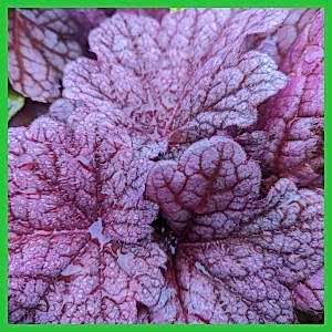 Heuchera Collection