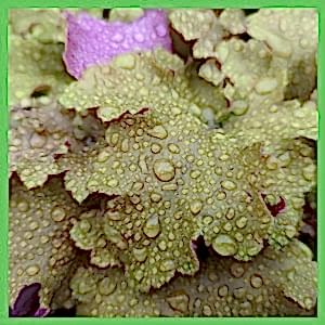 Heuchera collection marmelade<br />
