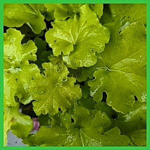 Heuchera collection