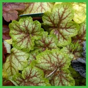 heuchera collection