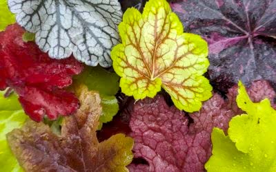 Heuchera Collection