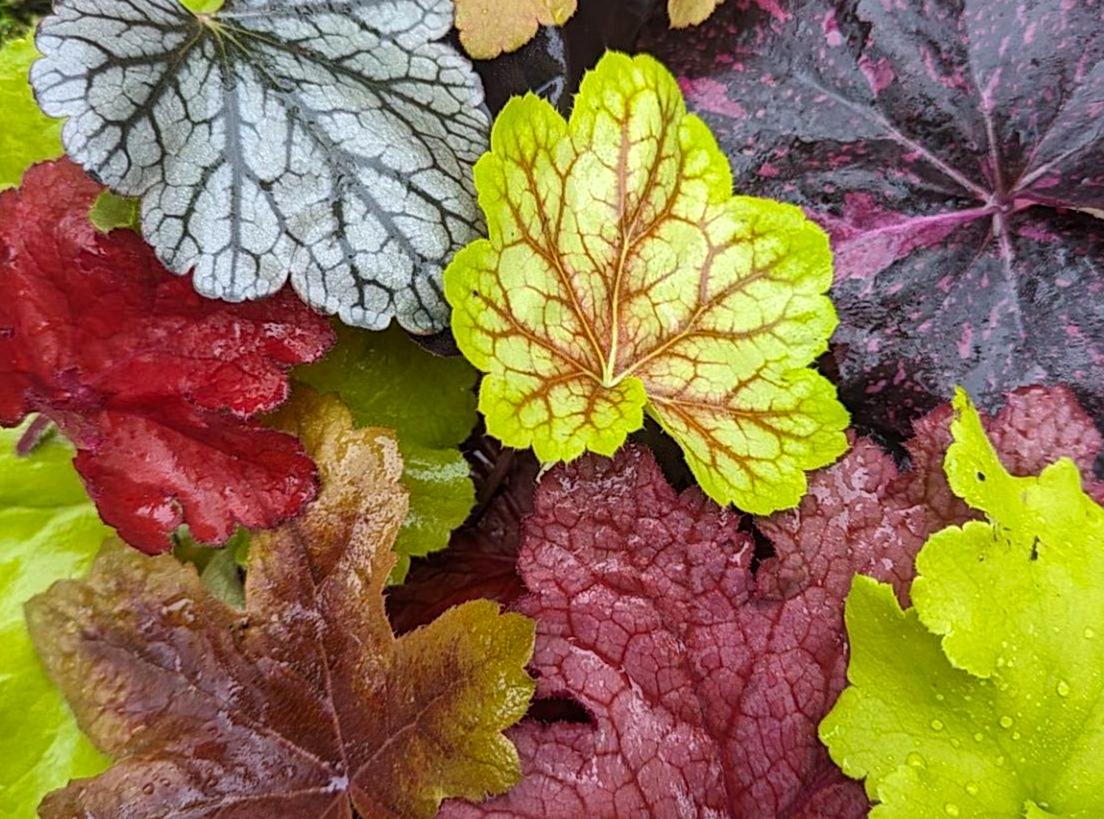 Heuchera Collection