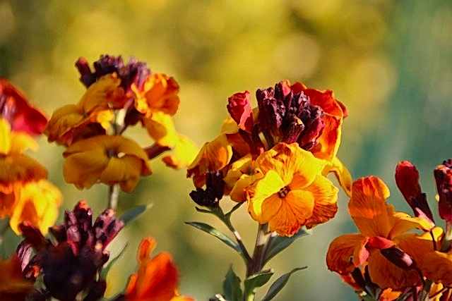 Bare-root wallflowers