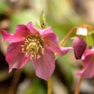 Winter plants- the Secret Garden centre SE19