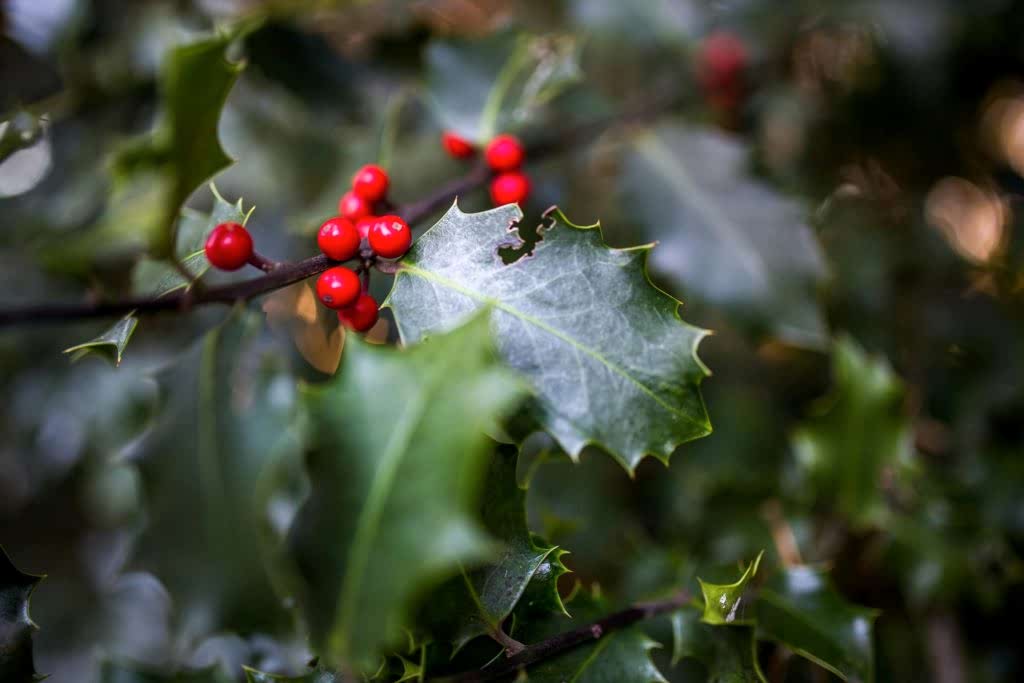 Winter plants at The Secret Garden Centre SE19