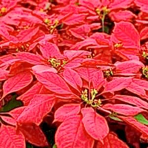 Festive Plants - The Secret Garden centre SE19