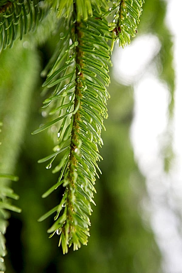 Nordmann Fir (Abies nordmanniana) Close up – Christmas xmas tree -The Secret Garden Centre - South London - SE19